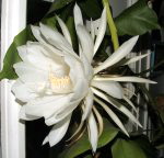 Night Blooming Flower photo by Sharani